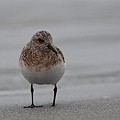 Bécasseau Sanderling