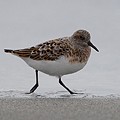 Bécasseau Sanderling