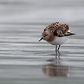 Bécasseau Sanderling