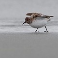 Bécasseau Sanderling