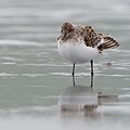 Bécasseau Sanderling