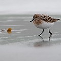 Bécasseau Sanderling