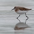 Bécasseau Sanderling