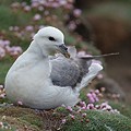 Fulmar Boréal