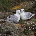 Fulmar Boréal