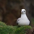 Fulmar Boréal