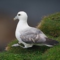 Fulmar Boréal