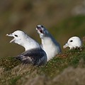 Fulmar Boréal