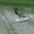 Fulmar Boréal