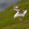 Fulmar Boréal