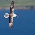 Fulmar Boréal