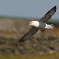 Fulmar Boréal