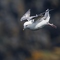 Fulmar Boréal