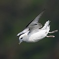 Fulmar Boréal