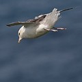 Fulmar Boréal