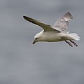 Fulmar Boréal