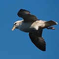 Fulmar Boréal