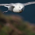 Fulmar Boréal