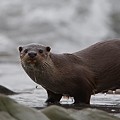 Loutre d'Europe