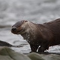 Loutre d'Europe