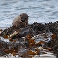 Loutre d'Europe