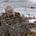 Loutre d'Europe