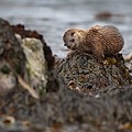 Loutre d'Europe