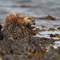 Loutre d'Europe