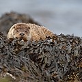 Loutre d'Europe