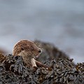 Loutre d'Europe