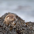 Loutre d'Europe