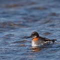 Phalarope à Bec Etroit