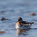 Phalarope à Bec Etroit