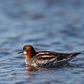 Phalarope à Bec Etroit