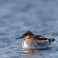 Phalarope à Bec Etroit