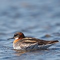 Phalarope à Bec Etroit