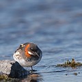 Phalarope à Bec Etroit