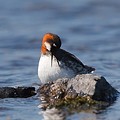 Phalarope à Bec Etroit