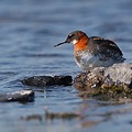 Phalarope à Bec Etroit