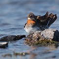 Phalarope à Bec Etroit