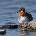 Phalarope à Bec Etroit