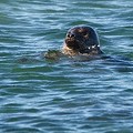 Phoque Veau-Marin