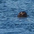 Phoque Veau-Marin