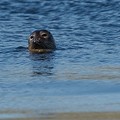 Phoque Veau-Marin