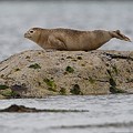 Phoque Veau-Marin