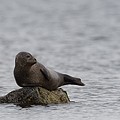 Phoque Veau-Marin