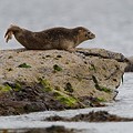 Phoque Veau-Marin