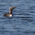 Plongeon Catmarin