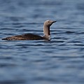 Plongeon Catmarin