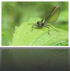 Demoiselles